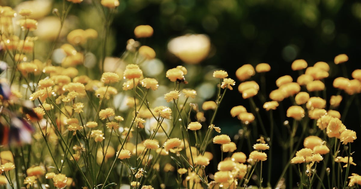 découvrez le meilleur logiciel de jardinage pour planifier, organiser et optimiser votre jardin. transformez vos idées en réalité avec des outils intuitifs et des conseils d'experts adaptés à tous les niveaux.
