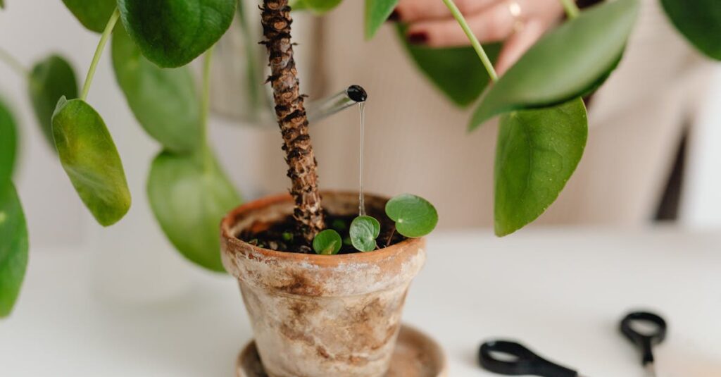 découvrez l'efficacité d'un système d'irrigation au goutte-à-goutte. optimisez la consommation d'eau tout en améliorant la santé de vos plantes grâce à cette technique innovante. idéal pour les jardins, les cultures commerciales et les espaces verts, l'irrigation au goutte-à-goutte garantit une distribution précise de l'eau et favorise une croissance durable.
