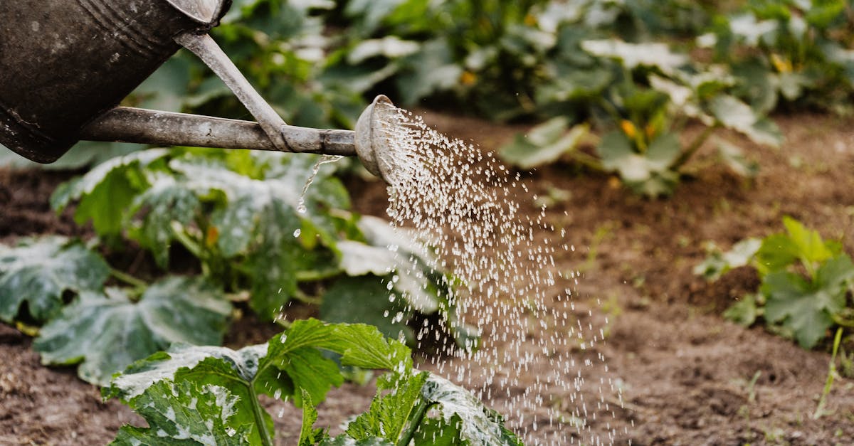 découvrez les avantages de l'irrigation goutte à goutte, une méthode efficace et durable pour arroser vos cultures. optimisez votre consommation d'eau tout en améliorant la santé de vos plantes grâce à cette technique innovante.