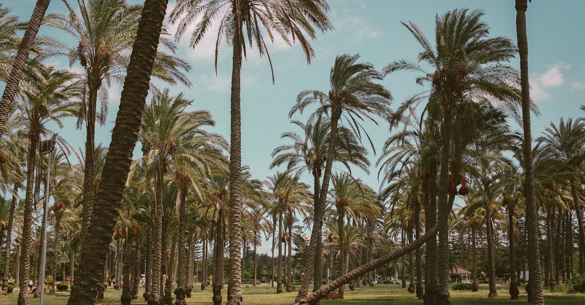 découvrez la beauté envoûtante des jardins exotiques, un monde de couleurs vibrantes et de plantes rares. plongez dans un univers où la nature se révèle dans toute sa splendeur et laissez-vous inspirer par des paysages uniques.