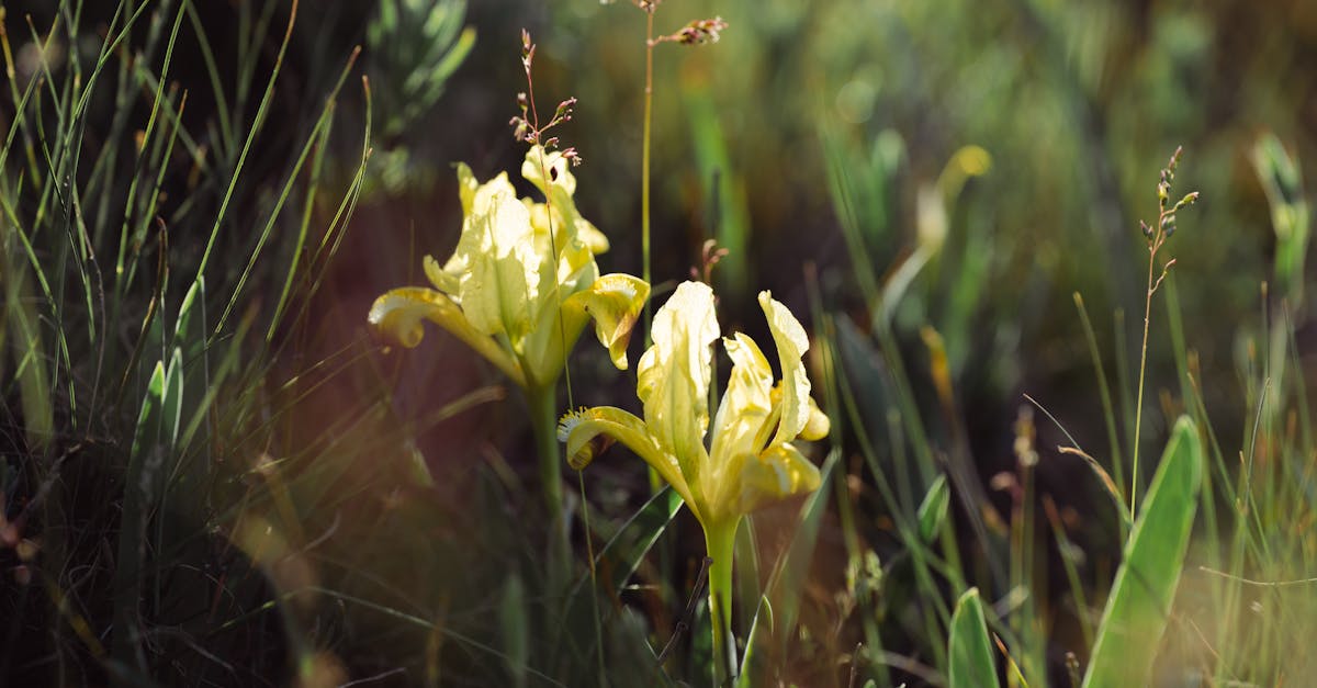 découvrez les avantages d'un gazon à croissance rapide : un choix idéal pour un jardin verdoyant en un temps record. apprenez comment choisir et entretenir ce type de pelouse pour profiter d'un espace extérieur luxuriant et accueillant.