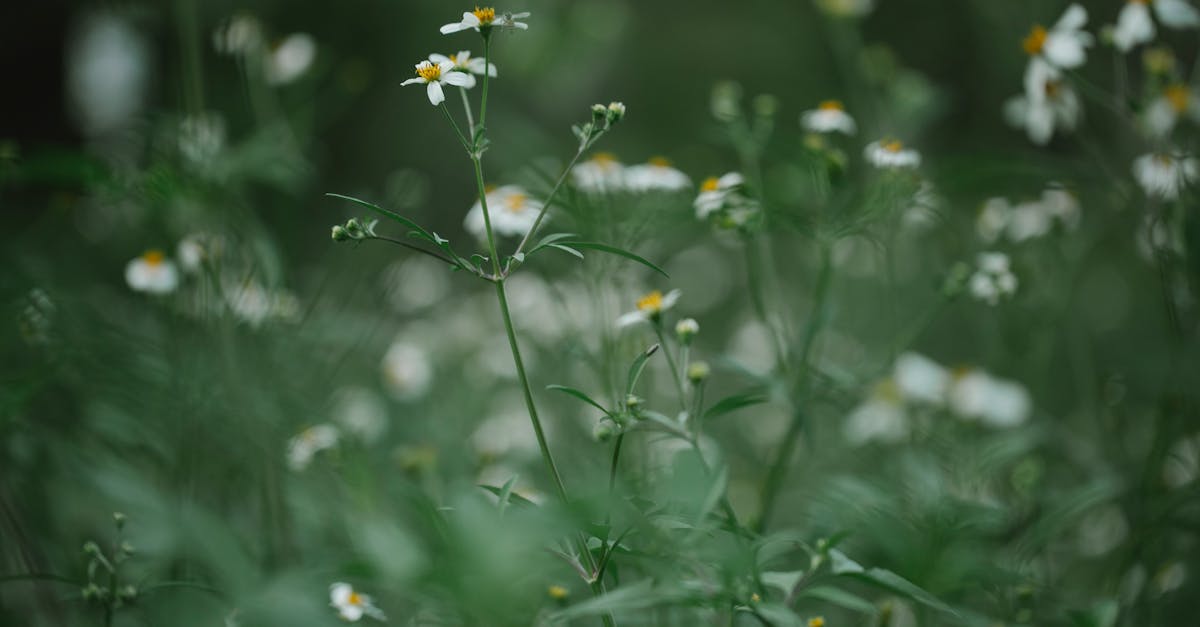 découvrez l'herbe à croissance rapide, une solution idéale pour un gazon verdoyant et luxuriant en un temps record. parfaite pour les jardins, terrains de sport et espaces extérieurs, cette variété vous garantit un résultat rapide et esthétique.