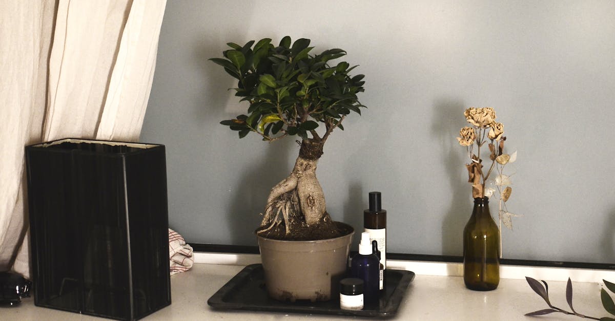 découvrez les meilleures techniques de taille pour vos ficus afin de favoriser leur croissance et de maintenir une apparence esthétique. apprenez à entretenir vos plantes avec nos conseils faciles à suivre sur la taille des ficus.