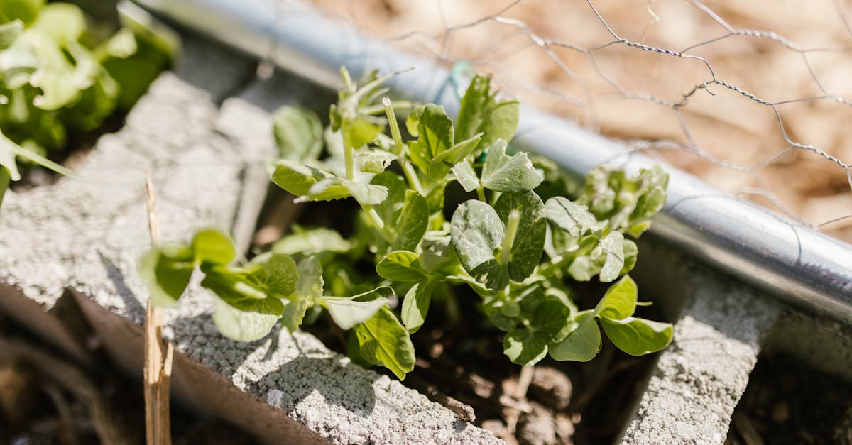 découvrez notre sélection de clôtures de jardin, idéales pour délimiter votre espace extérieur tout en apportant une touche esthétique à votre jardin. que vous recherchiez de la sécurité, de l'intimité ou une simple délimitation, nos clôtures sont disponibles dans différents styles et matériaux adaptés à tous vos besoins.