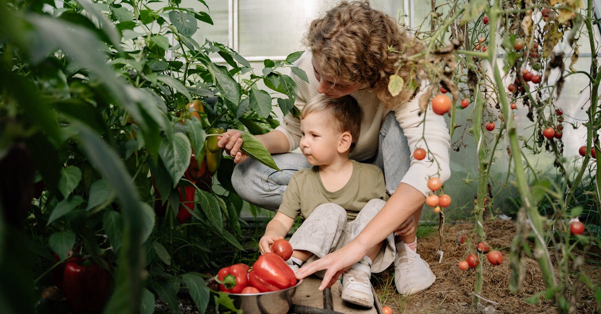 découvrez notre large sélection de serres de jardin, idéales pour protéger vos plantes tout en leur offrant un environnement optimal de croissance. que vous soyez un jardinier débutant ou un expert, nos serres en verre et en polycarbonate sont conçues pour s'adapter à tous vos besoins.