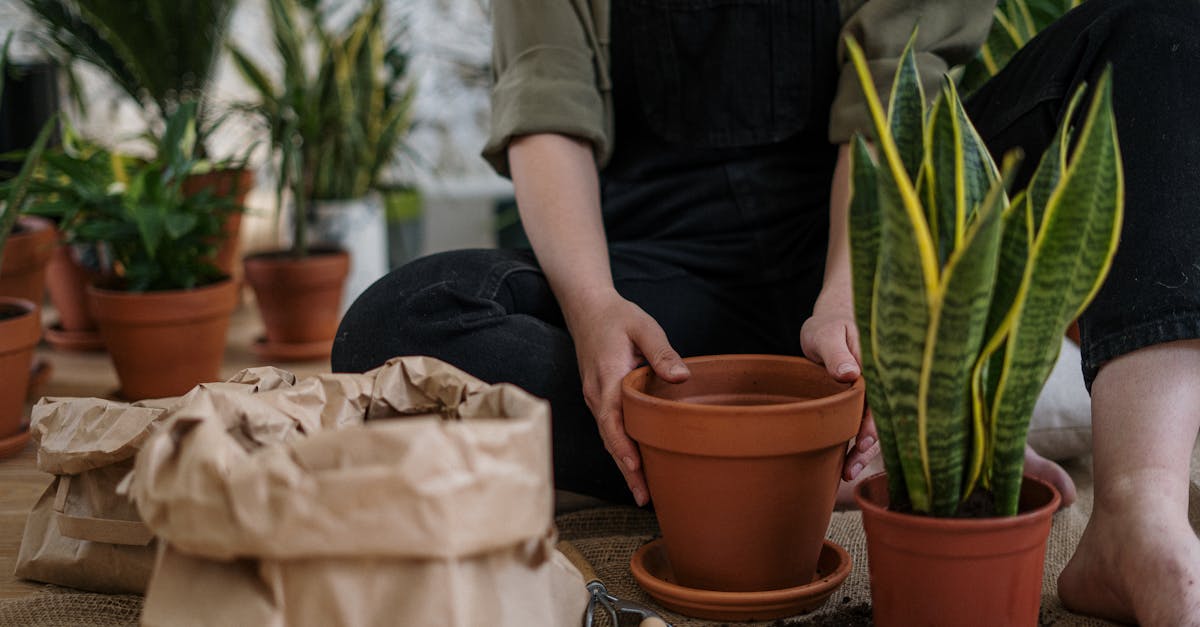 découvrez nos serres de jardin, idéales pour créer un espace de croissance verdoyant. protégez vos plantes des intempéries tout en optimisant leur développement grâce à nos solutions innovantes et durables.