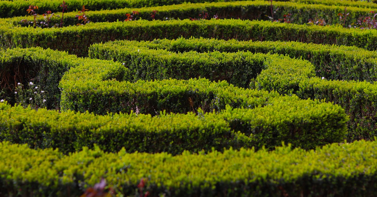 découvrez comment créer un chemin de jardin qui allie esthétisme et fonctionnalité. inspirez-vous de nos idées de conception, de matériaux et d'entretien pour embellir votre espace extérieur.