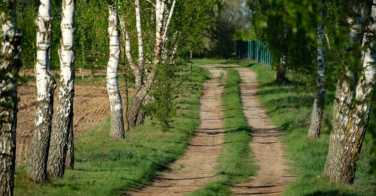 découvrez les allées de jardin, un élément essentiel pour embellir vos espaces extérieurs. apprenez à choisir les matériaux, concevoir des chemins harmonieux et transformer vos jardins en havres de paix. créez des parcours esthétiques et fonctionnels qui invitent à la promenade.