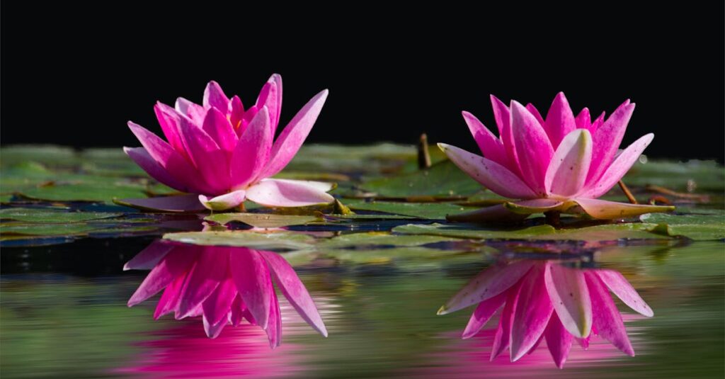 découvrez comment amenager un étang de jardin: des conseils pratiques pour créer un oasis de paix et de biodiversité, tout en embellissant votre espace extérieur.