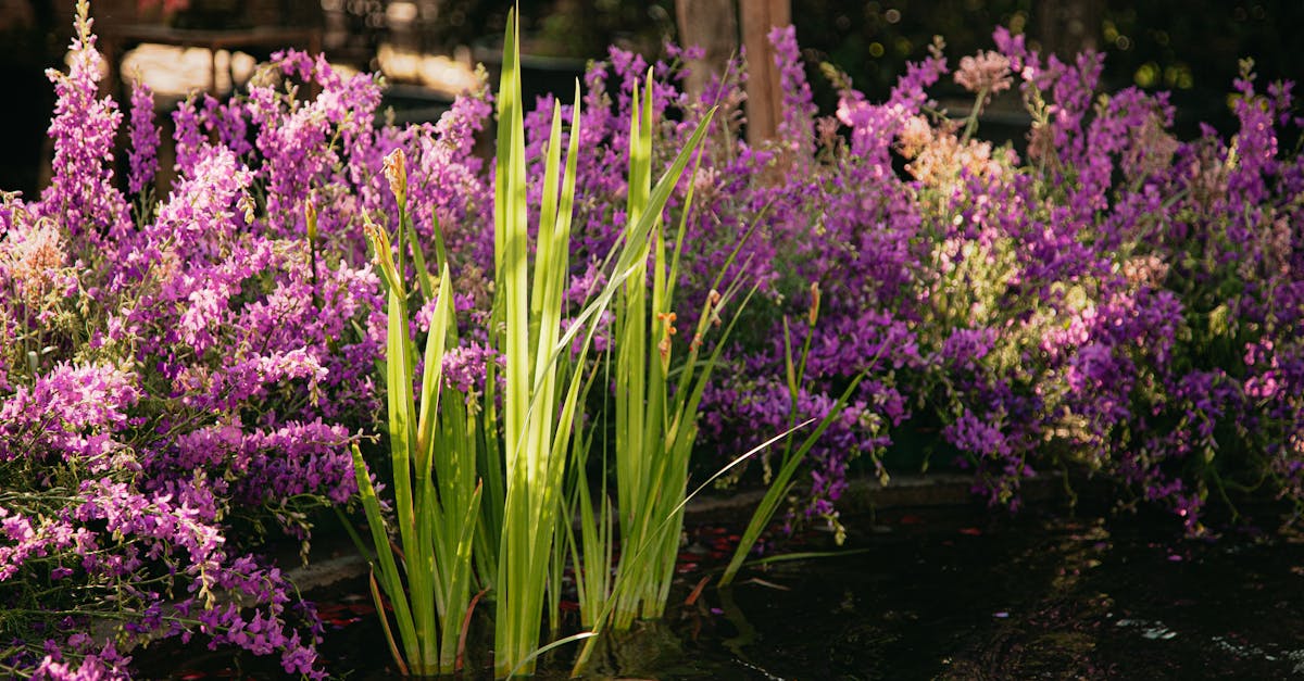 découvrez l'univers apaisant des jardins aquatiques avec notre guide complet sur l'aménagement et l'entretien des étangs de jardin. transformez votre espace extérieur en un havre de paix infusé de nature et de sérénité.