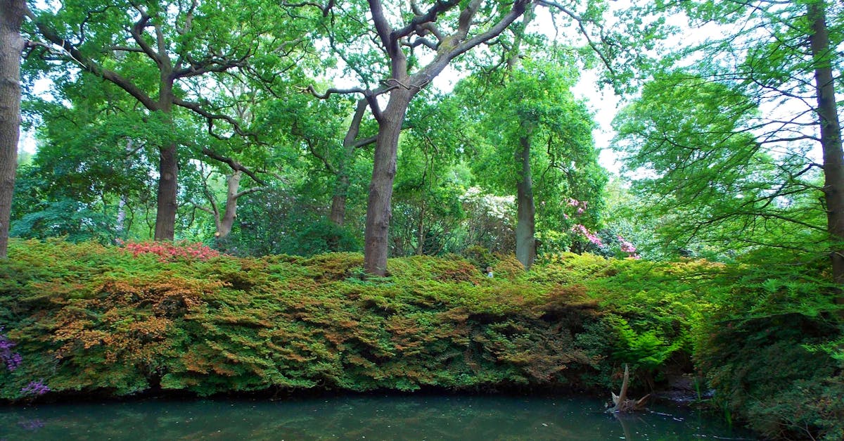 découvrez comment aménager et entretenir votre étang de jardin pour créer un espace paisible et accueillant. plantes aquatiques, poissons colorés et éléments décoratifs : transformez votre jardin en un véritable coin de nature.
