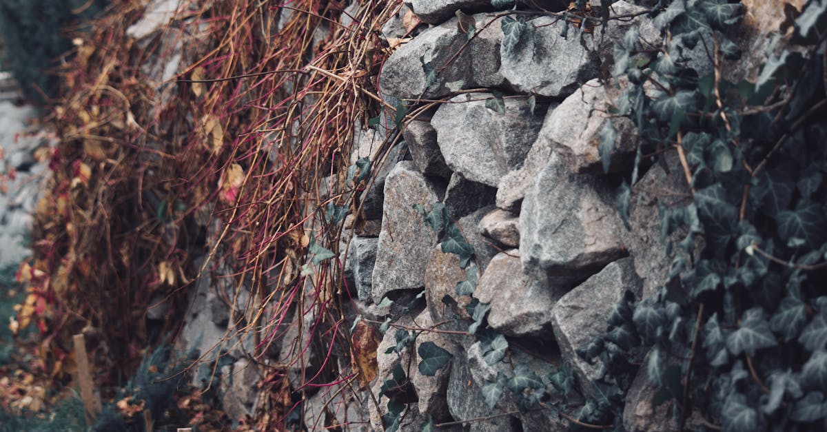 découvrez comment un mur de jardin peut transformer votre espace extérieur en un havre de paix. explorez nos conseils pour le choisir, le concevoir et l'aménager, tout en ajoutant style et fonctionnalité à votre jardin.