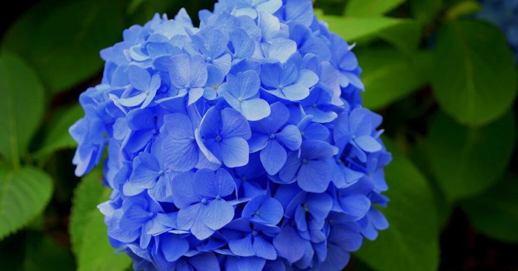Les astuces essentielles pour réussir la taille de vos hortensias découvrez l'univers enchanteur des hydrangeas, fleurs majestueuses qui embellissent vos jardins avec leurs couleurs éclatantes et leur abondance. apprenez à les cultiver, les entretenir et les associer pour créer des compositions florales époustouflantes.