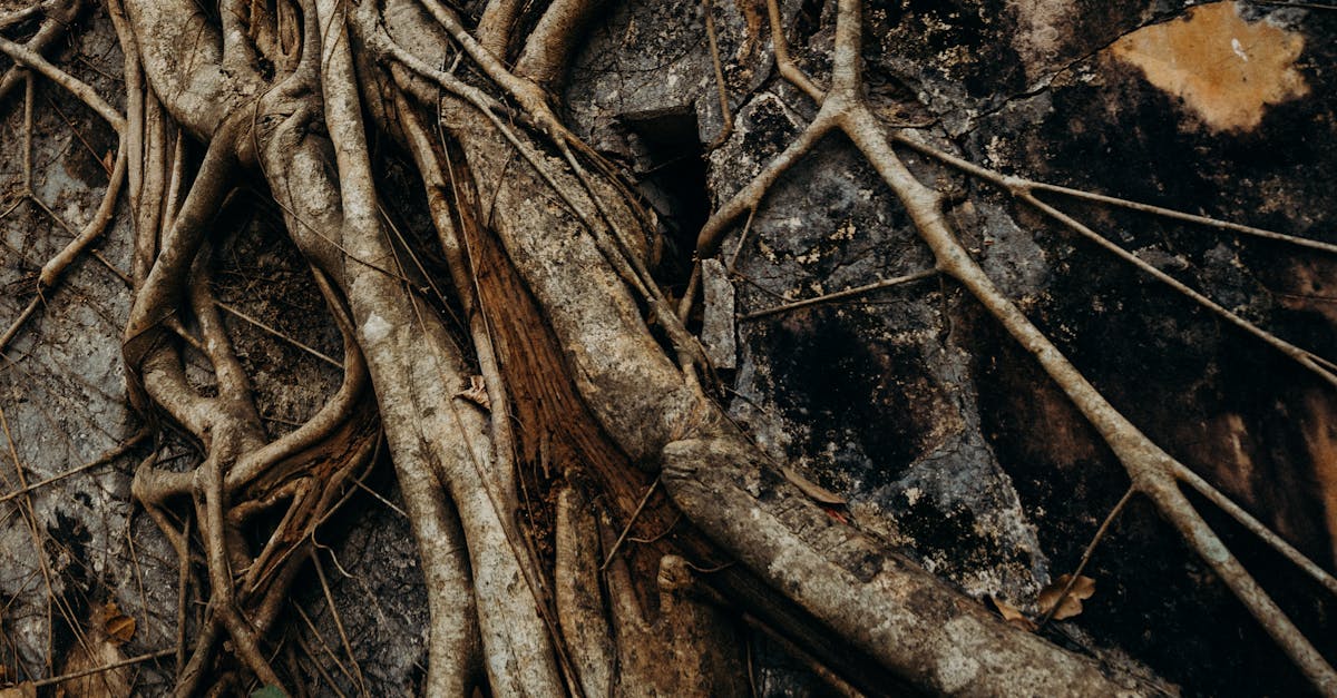 découvrez comment les racines envahissantes peuvent affecter votre jardin et votre paysage. apprenez à identifier ces plantes problématiques et explorez des solutions efficaces pour les contrôler et protéger votre espace extérieur.