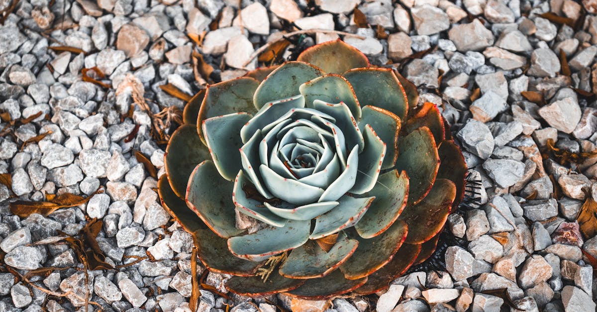 découvrez l'art du jardinage à l'italienne avec nos conseils et inspirations pour un design de jardin élégant et harmonieux. transformez votre espace extérieur en un havre de paix à l'italienne, alliant beauté et simplicité.