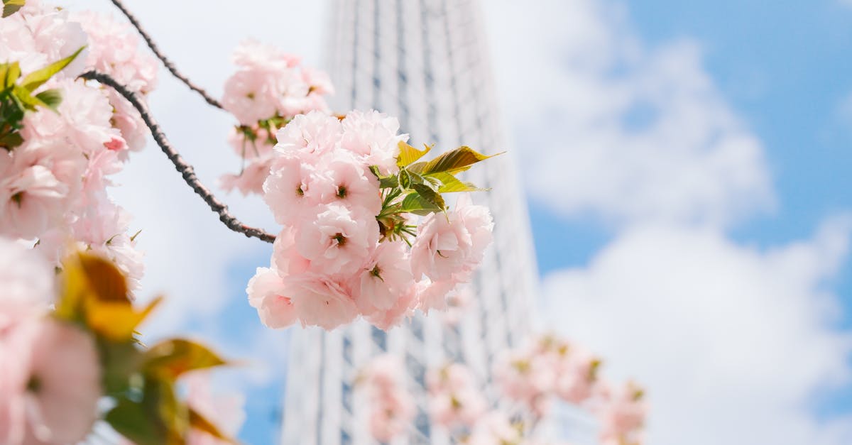 découvrez l'harmonie et la sérénité des jardins japonais, des espaces enchanteurs où la nature est aménagée avec soin. explorez les éléments emblématiques tels que les pierres, les ruisseaux et les lanternes, et plongez dans l'art millénaire de la création de paysages apaisants.