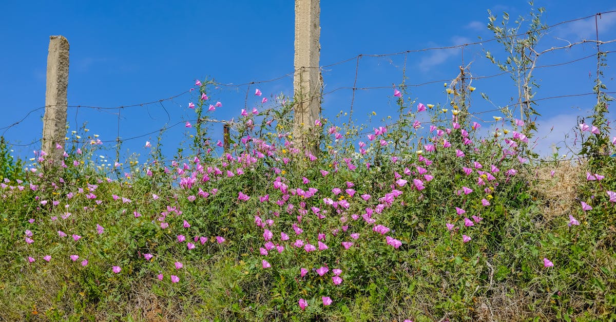 découvrez le kikuyu, une herbe résistante et idéale pour les jardins et terrains sportifs. apprenez ses caractéristiques, ses avantages et comment l'entretenir pour profiter d'une pelouse verdoyante tout au long de l'année.