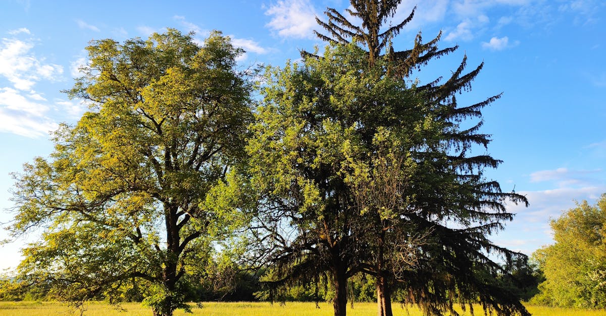découvrez l'herbe kikuyu, une variété parfaite pour un gazon verdoyant et résistant à la chaleur. apprenez ses avantages, son entretien et comment l'intégrer dans votre jardin pour un espace extérieur agréable et durable.