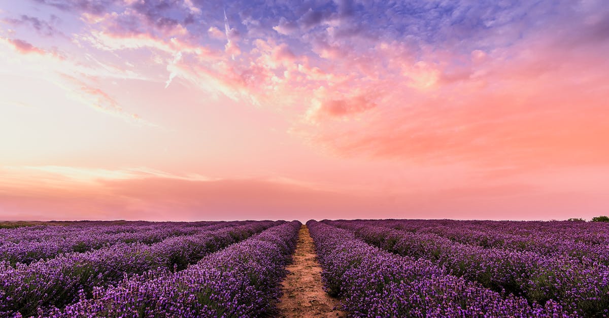 découvrez les meilleures techniques de taille de la lavande pour favoriser sa croissance et son épanouissement. apprenez à entretenir vos plantes tout au long de l'année pour des fleurs éblouissantes et un parfum enivrant.