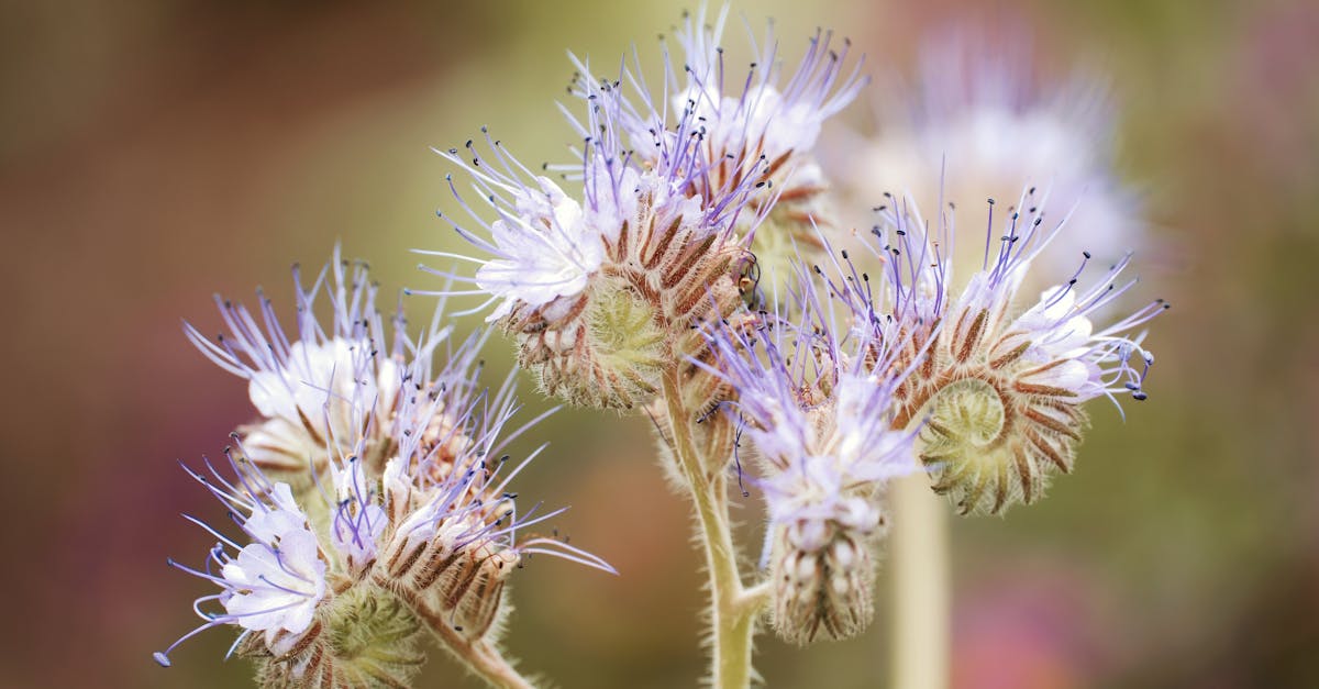 découvrez les meilleures techniques de taille de lavande pour favoriser une floraison abondante et une plante en pleine santé. apprenez quand et comment tailler vos lavandes pour assurer leur croissance optimale.
