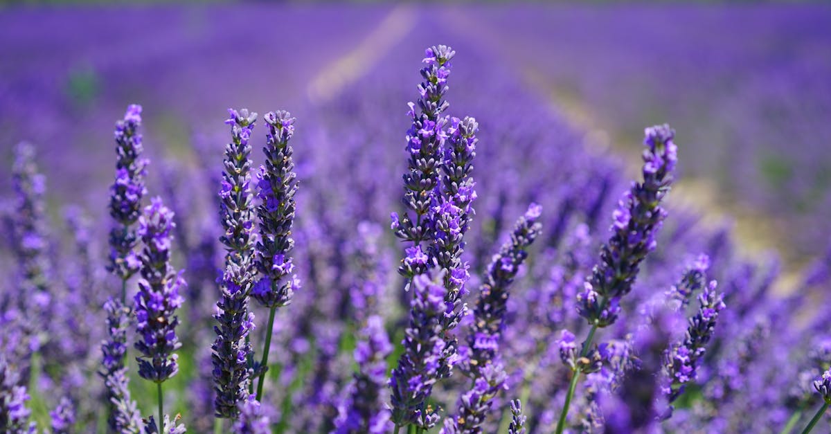 découvrez les meilleures techniques de taille de la lavande pour favoriser une floraison abondante et une croissance saine. apprenez quand et comment tailler vos plants de lavande pour des jardins éclatants.