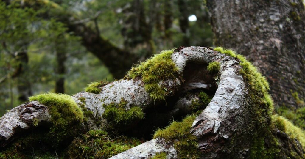 mousse d’arbre et lichen au jardin : stratégies de traitement et solutions efficaces découvrez le monde fascinant des lichens, ces organismes symbiotiques uniques qui allient algues et champignons. explorez leur rôle essentiel dans les écosystèmes, leur diversité incroyable et leurs applications dans la recherche scientifique et la médecine.