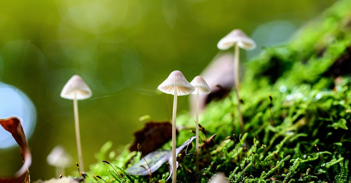 découvrez le monde fascinant des lichens, ces organismes unique résultant de la symbiose entre champignons et algues. apprenez leur rôle essentiel dans les écosystèmes, leur diversité incroyable et leurs applications dans la médecine et l'industrie.