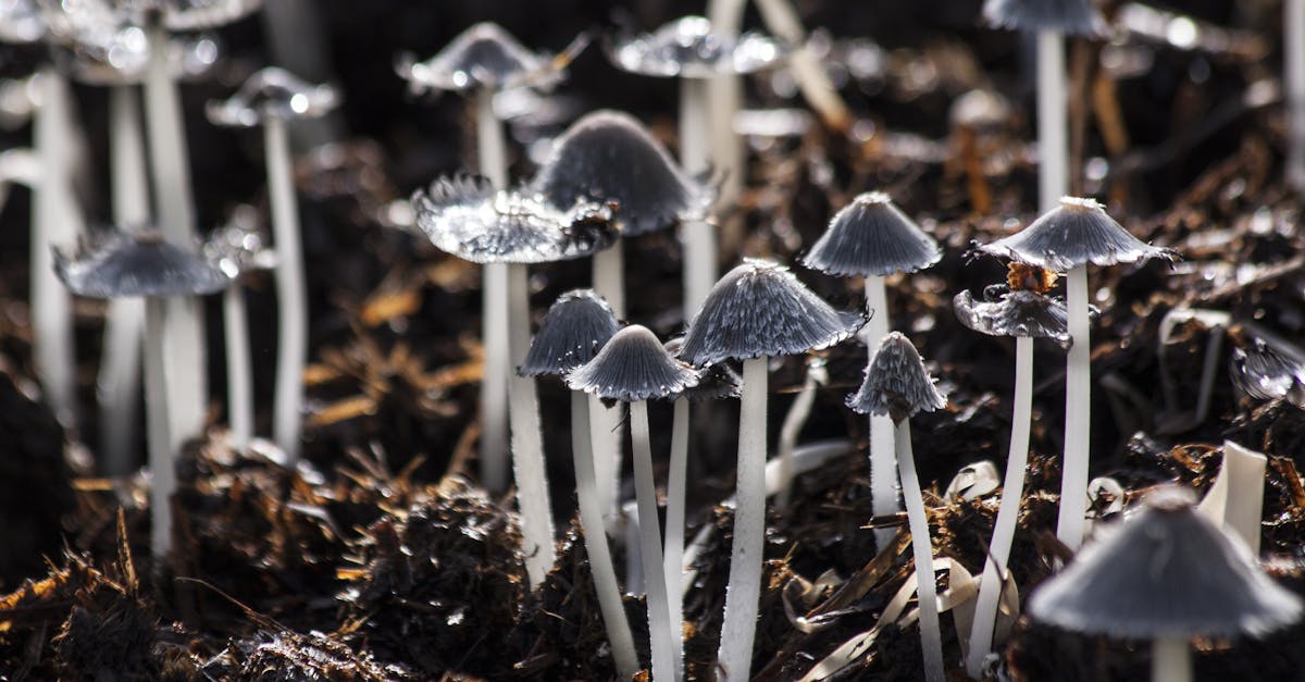 découvrez le lichen, un organisme fascinant résultant de l'association symbiotique entre un champignon et une algue. apprenez-en plus sur ses caractéristiques, son rôle dans l'écosystème et son utilisation dans diverses traditions.