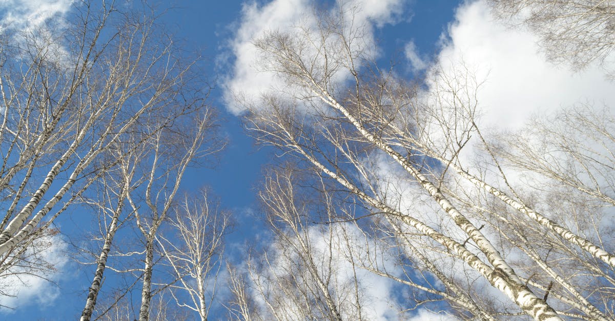 découvrez le peuplier, un arbre majestueux connu pour sa croissance rapide et son utilisation variée dans l'industrie du bois. apprenez-en plus sur ses caractéristiques, ses bienfaits pour l'environnement et son rôle dans nos écosystèmes.