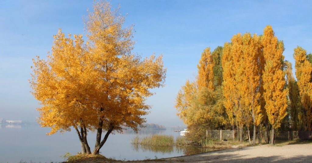 Découvrez le peuplier : tarifs selon la taille, astuces d’entretien et guide complet découvrez le peuplier, un arbre majestueux apprécié pour sa croissance rapide et sa polyvalence. apprenez-en plus sur ses caractéristiques, ses variétés et ses utilisations dans l'aménagement paysager et l'industrie forestière.