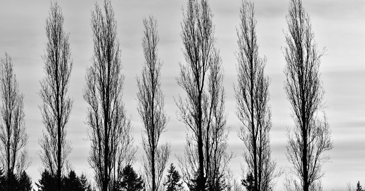 découvrez les multiples avantages du peuplier : un arbre polyvalent et esthétique, idéal pour le jardinage, l'aménagement paysager et la production de bois. apprenez tout sur ses caractéristiques, son entretien et son utilisation.