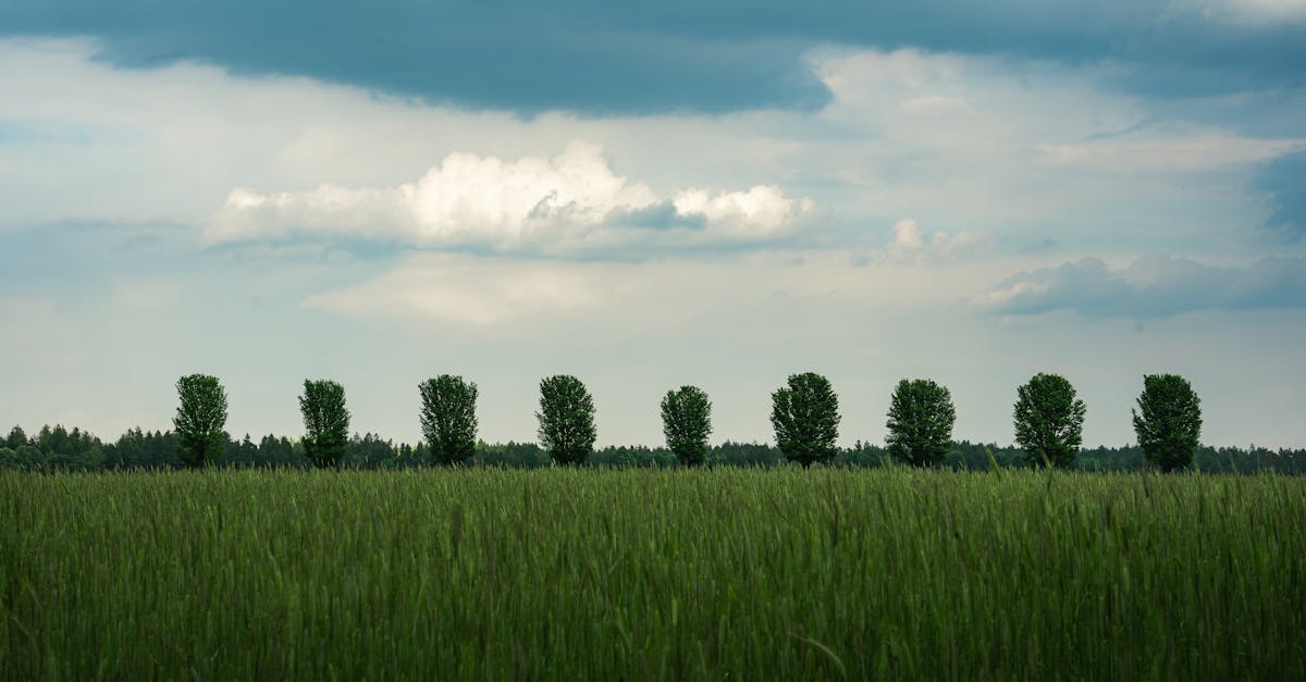 découvrez le peuplier, un arbre majestueux aux multiples vertus. adapté à divers écosystèmes, il offre ombre et abri tout en contribuant à la biodiversité. explorez ses caractéristiques uniques et son utilisation en ébénisterie, construction et landscaping.