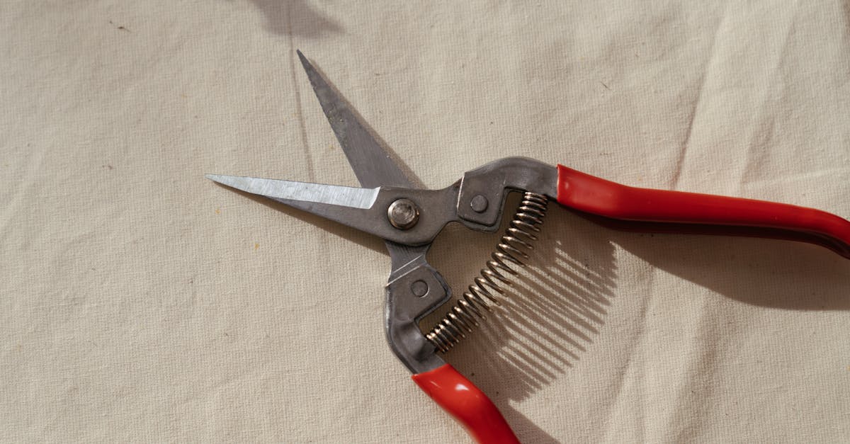 apprenez l'art de la taille des plantes avec nos conseils pratiques et techniques. découvrez comment promouvoir la croissance saine de vos végétaux grâce à des méthodes de pruning efficaces.