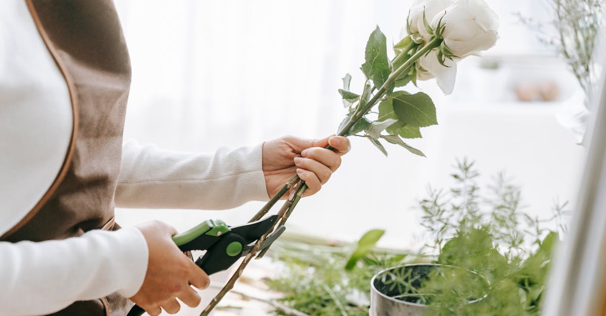découvrez l'art de la taille des plantes avec notre guide complet sur la taille (pruning). apprenez les techniques essentielles pour encourager la croissance, améliorer la santé de vos jardins et embellir vos espaces verts. idéal pour les jardiniers débutants et avancés!