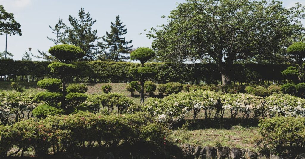 Les astuces essentielles pour une taille réussie du noyer découvrez les techniques de taille efficaces pour entretenir vos plantes. apprenez à favoriser la croissance et la floraison grâce à nos conseils sur le pruning.