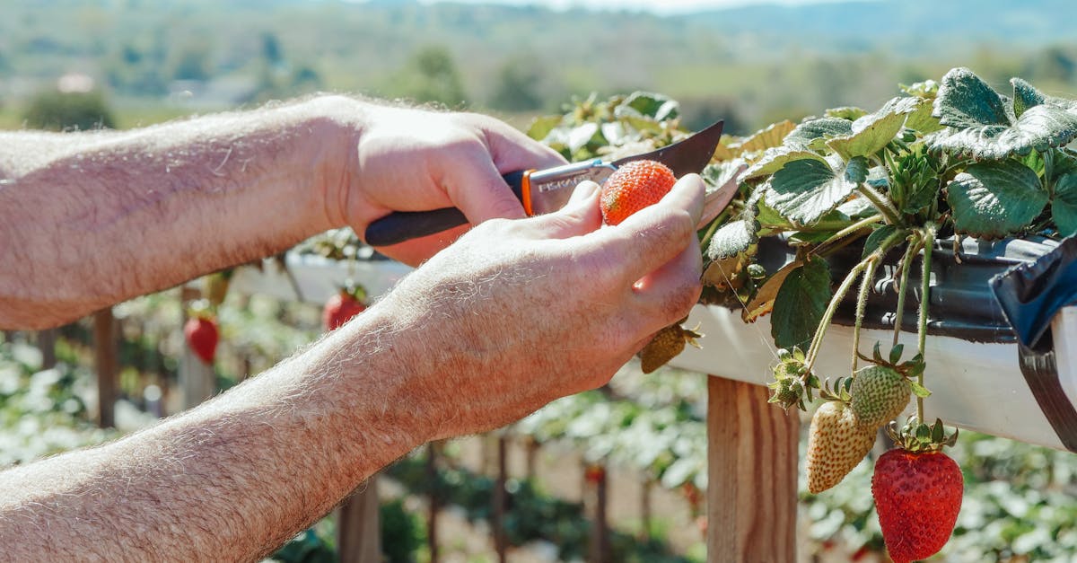 découvrez l'art de la taille de vos plantes et arbustes pour favoriser leur croissance et leur santé. apprenez les techniques essentielles de pruning pour un jardin florissant et harmonieux.