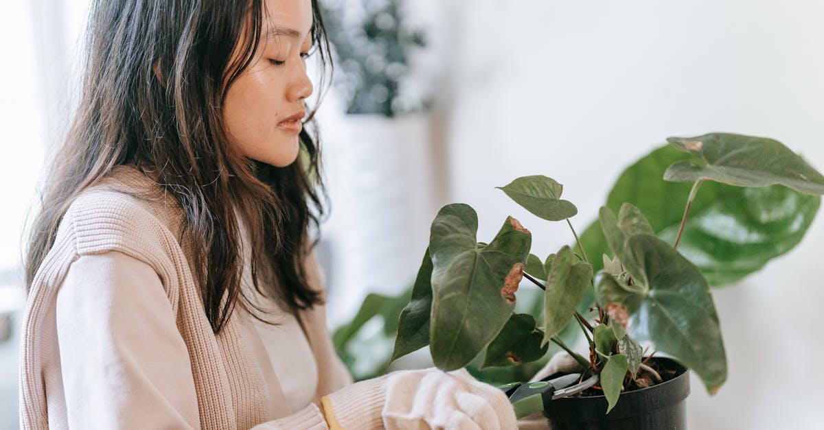 découvrez l'art de l'élagage : techniques, conseils et bienfaits pour vos plantes et arbres. apprenez à améliorer la santé et la forme de votre jardin grâce à des méthodes d'élagage efficaces.