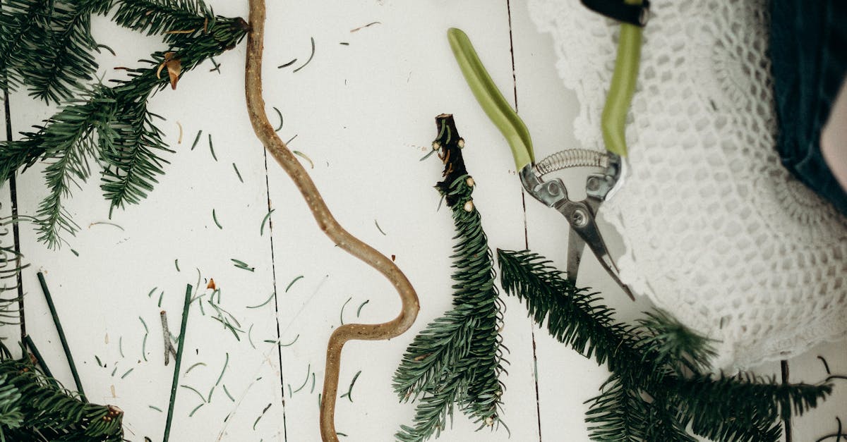 découvrez notre large sélection d'outils de taille pour entretenir vos plantes et jardins. que vous soyez amateur ou professionnel, trouvez les outils adaptés pour une taille précise et efficace, assurant la santé et la beauté de vos végétaux.
