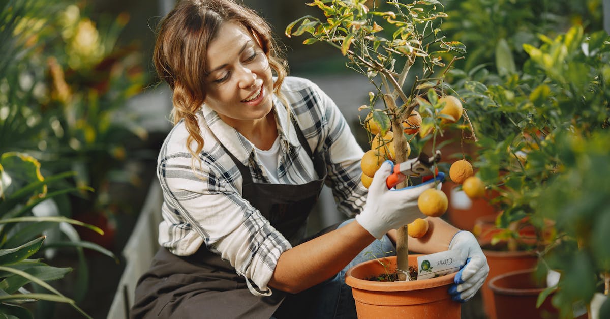découvrez notre sélection des meilleurs outils de taille pour entretenir vos plantes et arbres. des sécateurs aux tronçonneuses, trouvez l'équipement idéal pour des coupes précises et un jardin épanoui.