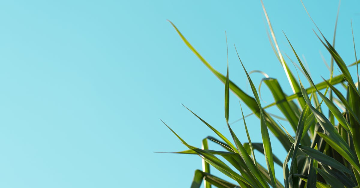 découvrez l'architecture en terre ramée, une technique de construction durable et esthétique qui utilise des matériaux naturels. apprenez-en davantage sur ses avantages écologiques, son histoire et comment elle façonne l'habitat moderne tout en respectant l'environnement.