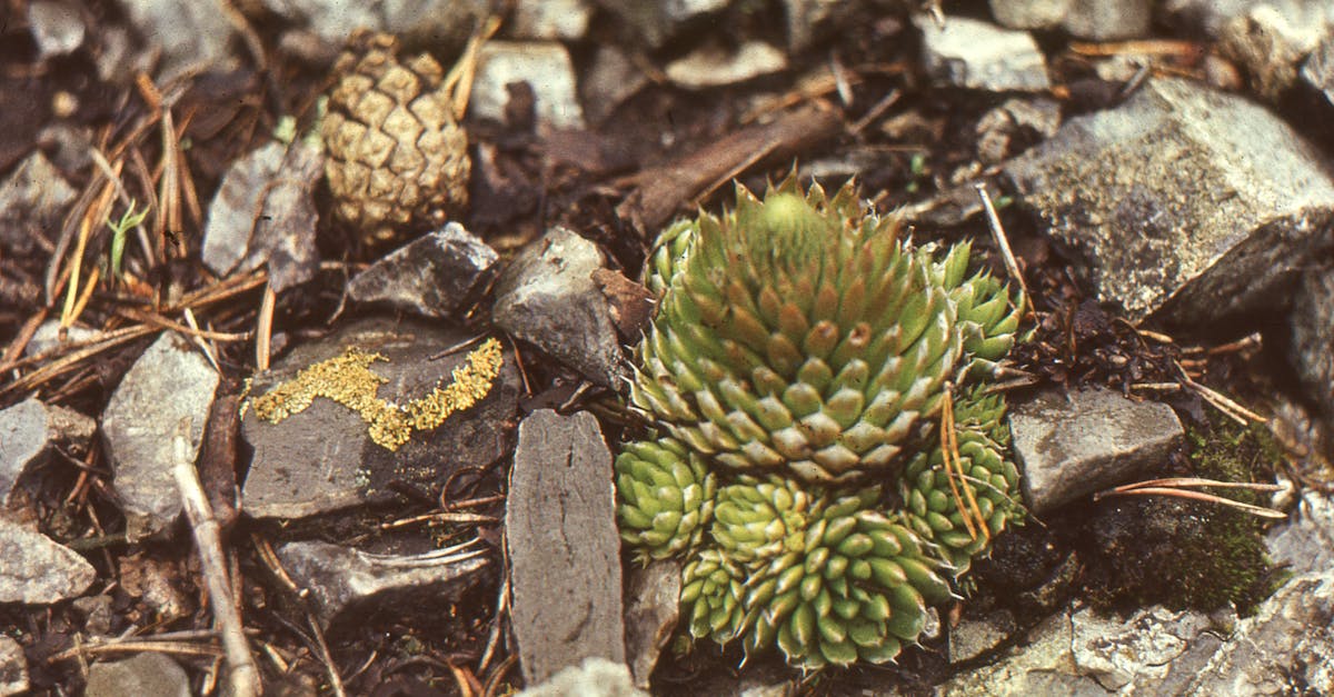 découvrez l'art des jardins de rocailles, une harmonie parfaite entre plantes et pierres qui transforme votre espace extérieur en un véritable havre de paix. apprenez les astuces pour concevoir un rock garden intemporel et écoresponsable.
