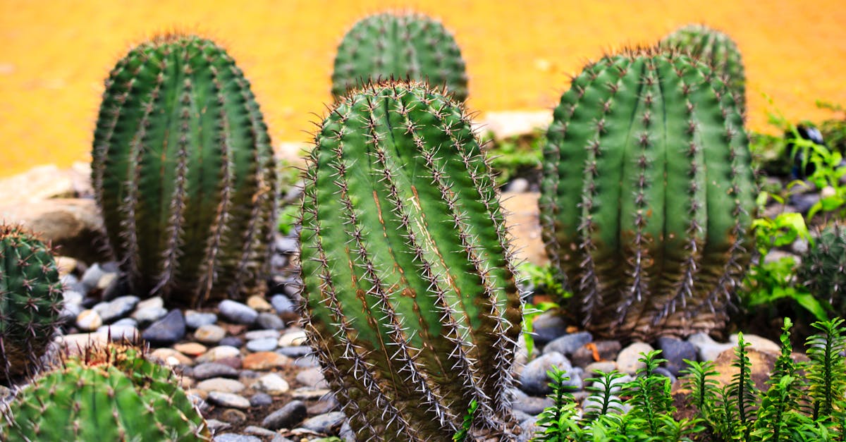 découvrez l'univers apaisant des jardins de pierres, où la nature s'harmonise avec la roches. inspirez-vous de nos conseils pour créer un rock garden unique, alliant plantes résistantes et agencement harmonieux.