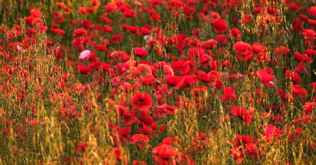 découvrez le ray-grass, une graminée prisée pour son utilisation en prairies et gazons. apprenez-en davantage sur ses caractéristiques, ses avantages et ses conseils de culture pour profiter d'une pelouse verdoyante et résistante.