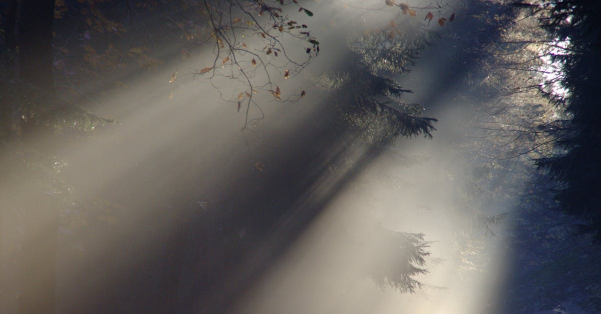 découvrez les bienfaits du soleil pour votre bien-être et votre santé. apprenez comment profiter de la lumière naturelle, booster votre humeur et optimiser votre environnement avec des conseils pratiques sur l'utilisation du soleil au quotidien.