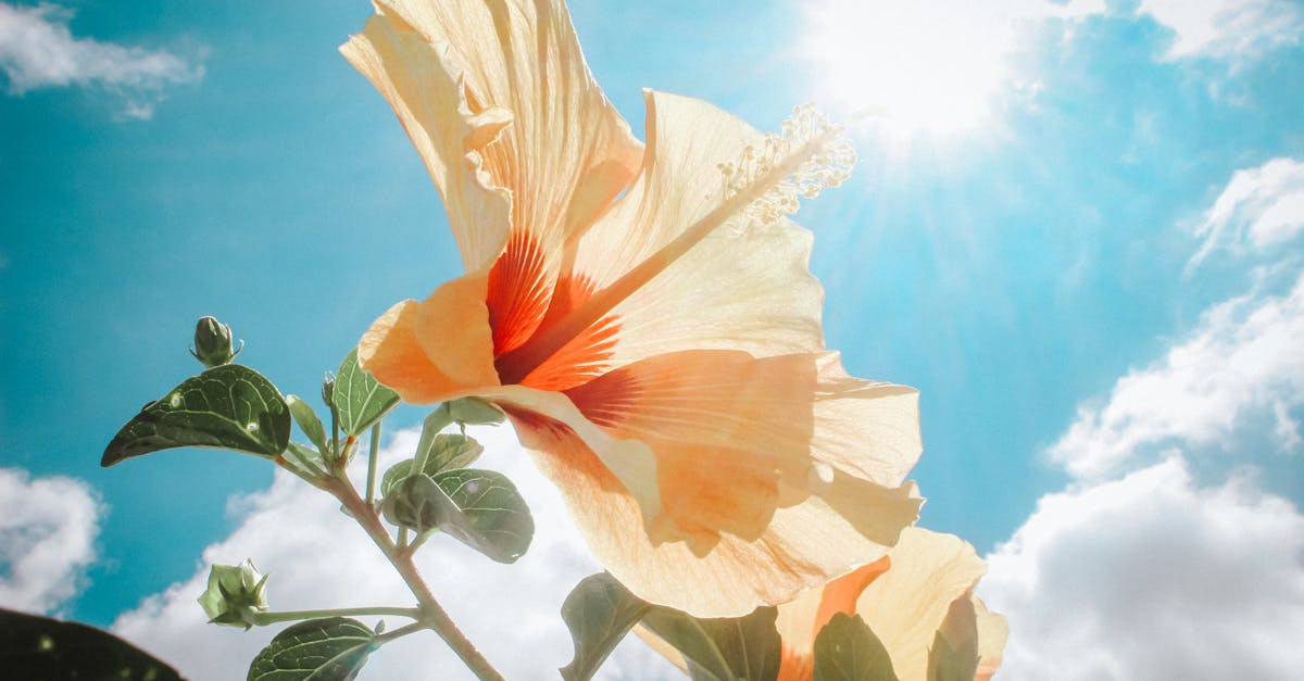 découvrez l'importance de la lumière du soleil pour notre santé et notre environnement. apprenez comment profiter des bienfaits du sunlight tout en respectant notre planète.