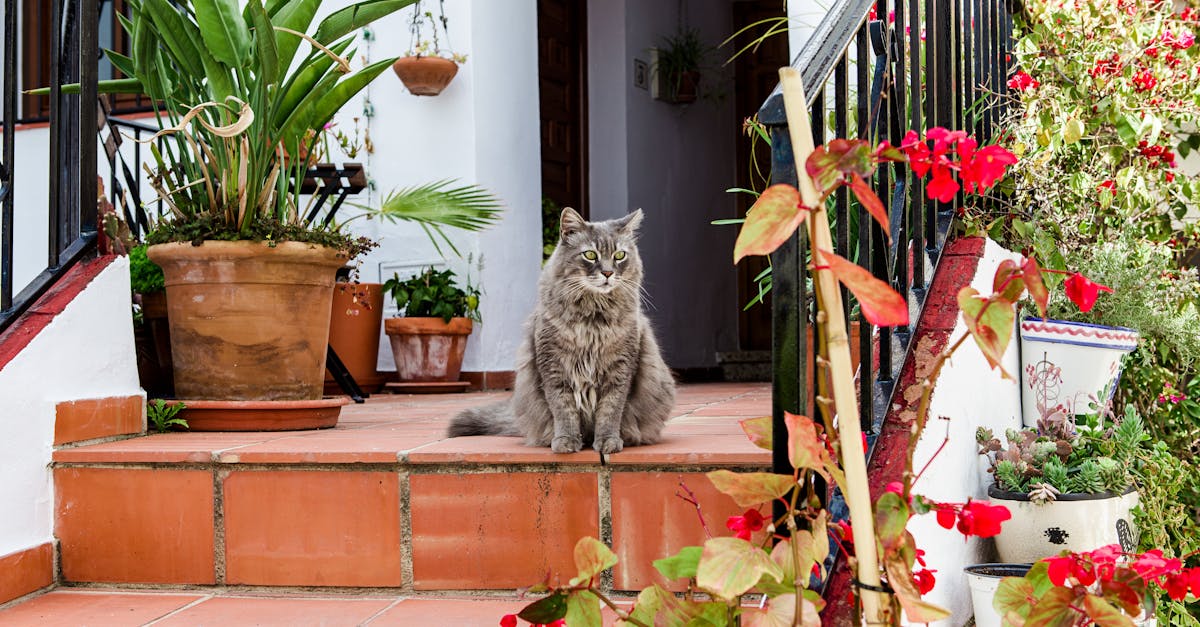 découvrez notre sélection de terrasses élégantes et fonctionnelles pour profiter de vos espaces extérieurs. améliorez votre jardin avec des designs modernes et des matériaux de qualité pour des moments inoubliables en plein air.