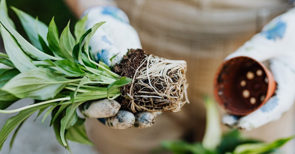 Comment déraciner, replanter et déplacer un arbre : le guide pratique découvrez les meilleures techniques de transplantation pour vos plantes. apprenez à réussir le transfert de vos végétaux tout en préservant leur santé et leur croissance. suivez nos conseils pratiques et optimisez votre jardinage.