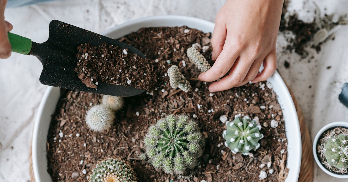 découvrez les étapes essentielles du transplanting : une technique précise pour replanter vos plantes avec succès, en assurant leur croissance optimale et leur santé au jardin. apprenez à choisir le bon moment, à préparer le sol et à manipuler vos plantes avec soin.