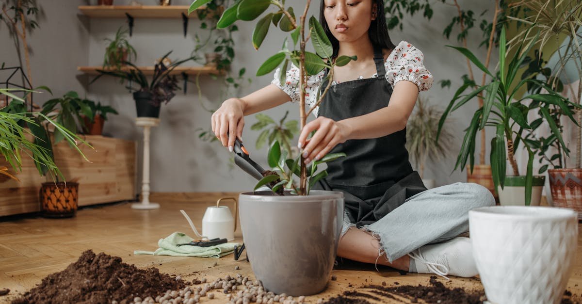 découvrez l'art du transfert de plantes avec notre guide sur le transplanting. apprenez les meilleures techniques pour assurer la santé de vos végétaux lors de leur replantation. idéal pour jardiniers débutants et expérimentés souhaitant optimiser la croissance de leurs plantes.