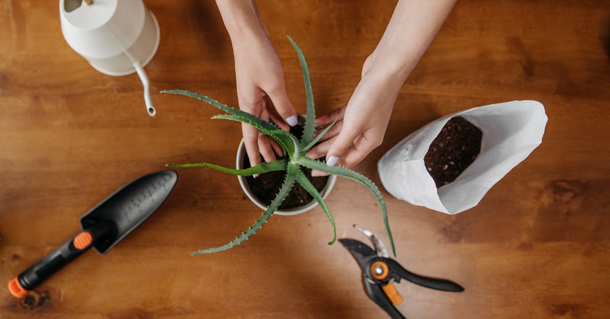 découvrez l'art de la transplantation de plantes : conseils pratiques, étapes clés et astuces pour réussir vos repiquages et favoriser la croissance saine de vos végétaux.